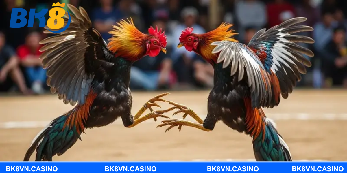 Chiến lược tăng tỷ lệ thắng cho người chơi đá gà Mỹ