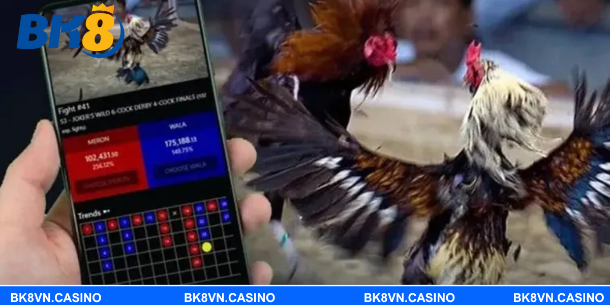 Khái quát đặc trưng của hình thức đá gà Mỹ