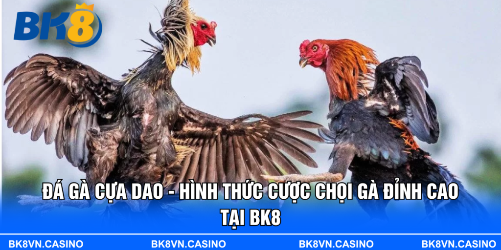 Đá Gà Cựa Dao - Hình Thức Cược Chọi Gà Đỉnh Cao Tại BK8