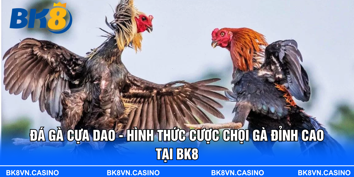 Đá Gà Cựa Dao - Hình Thức Cược Chọi Gà Đỉnh Cao Tại BK8