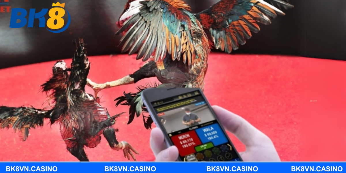 Đá gà cựa sắt là hình thức cược ăn tiền hấp dẫn nhất hiện nay