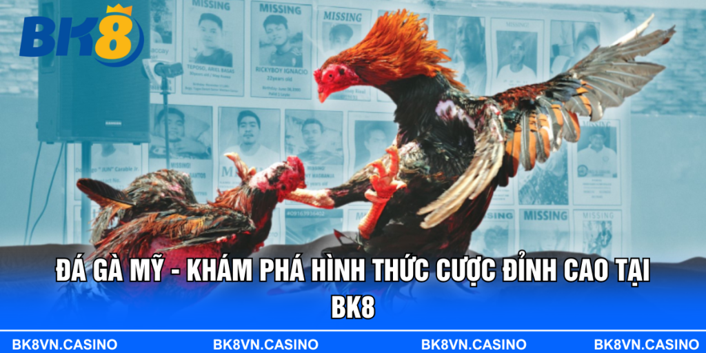 Đá Gà Mỹ - Khám Phá Hình Thức Cược Đỉnh Cao Tại BK8