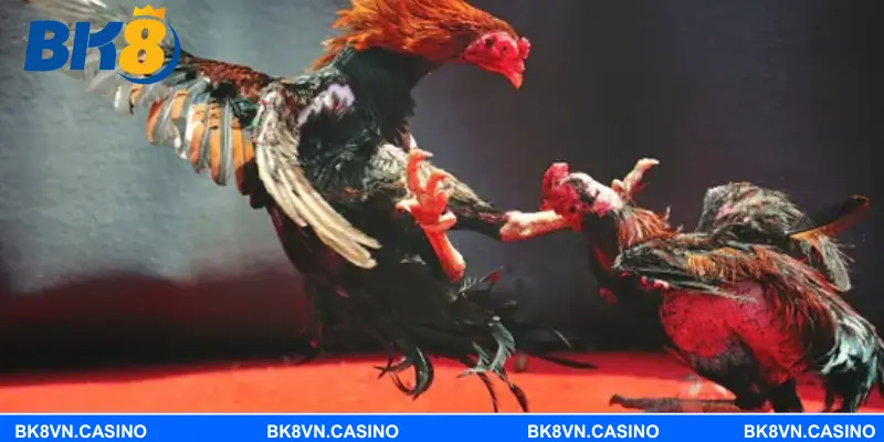 Đá gà tre – Màn đối đầu đỉnh cao cho người ưa sự linh hoạt