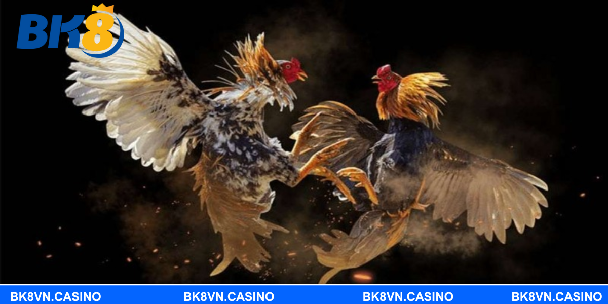 Khẳng định vị thế hàng đầu của BK8 trong lĩnh vực cá cược đá gà cựa sắt