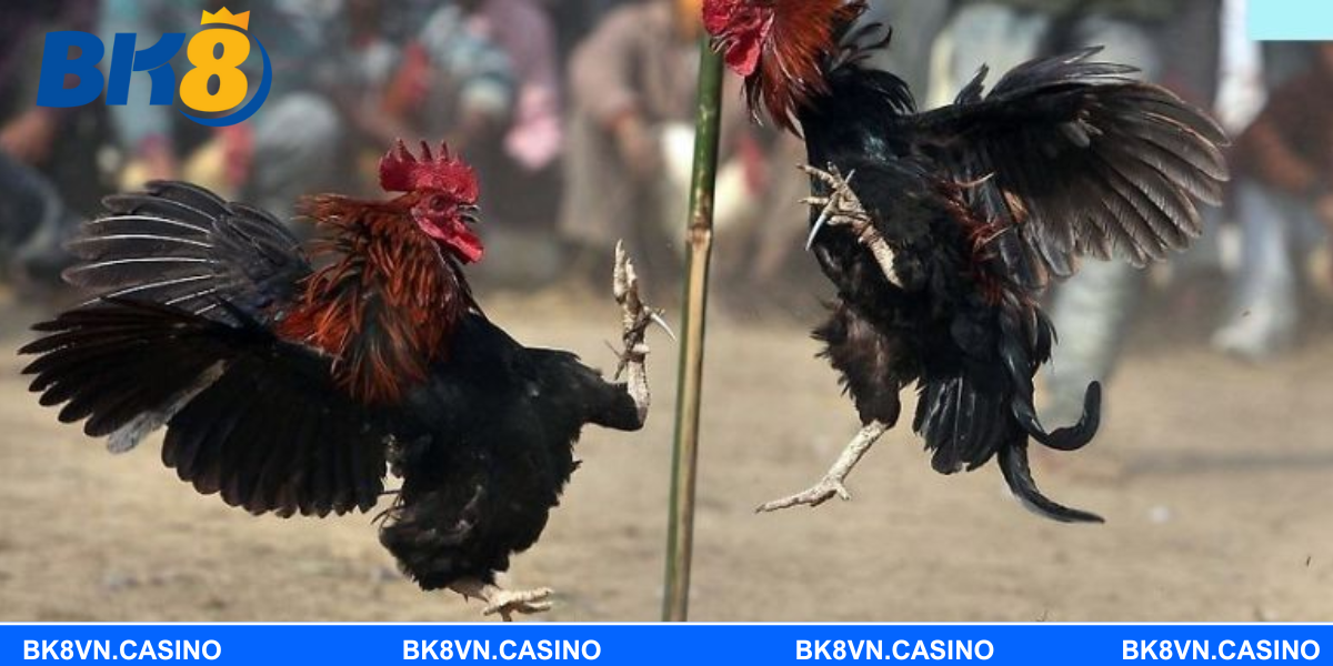 Luật chơi đá gà cựa dao rất dễ tiếp cận cho người mới
