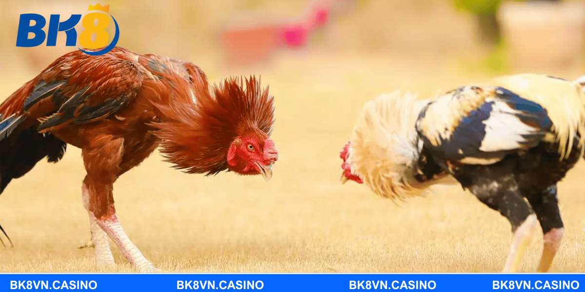 Người chơi cần nắm rõ quy tắc và lựa chọn cược chính xác