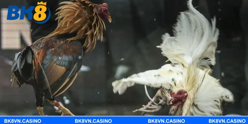 Quy trình đăng ký và bắt đầu cá cược đá gà BK8