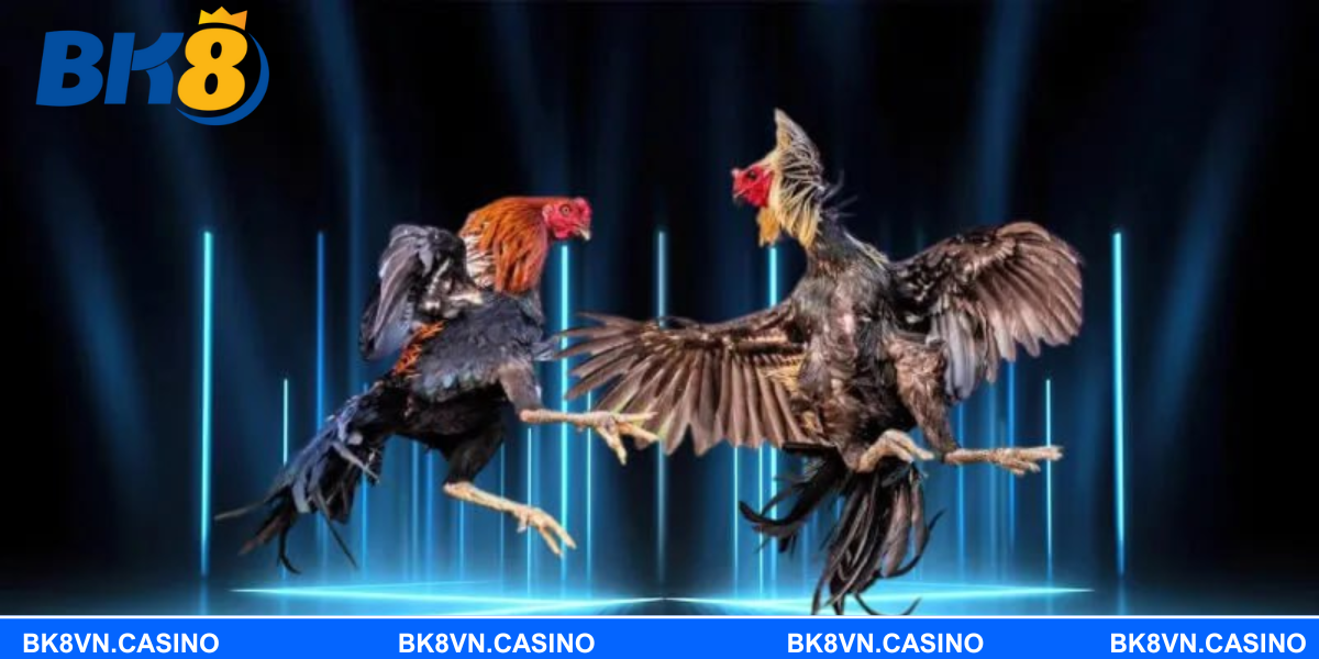 Trải nghiệm đá gà cựa dao hấp dẫn cho người yêu gà chọi